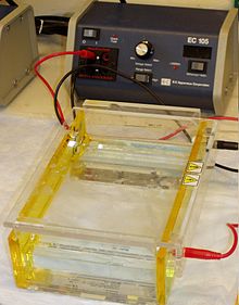 agarose gel electrophoresis lab report