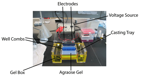 agarose gel electrophoresis of dna lab report